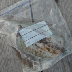 こかわ渡船　雅丸 釣果