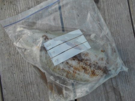 こかわ渡船　雅丸 釣果