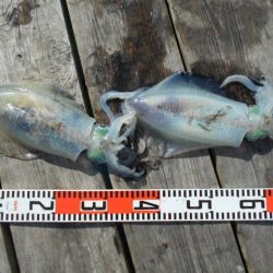 こかわ渡船　雅丸 釣果