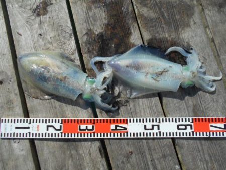 こかわ渡船　雅丸 釣果