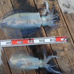 こかわ渡船　雅丸 釣果