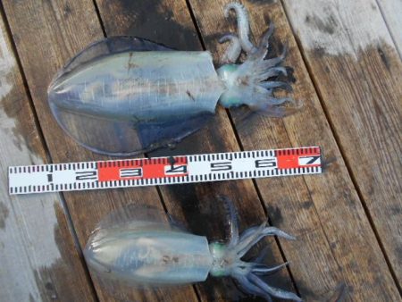 こかわ渡船　雅丸 釣果