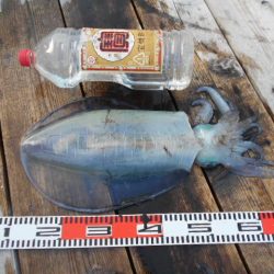 こかわ渡船　雅丸 釣果