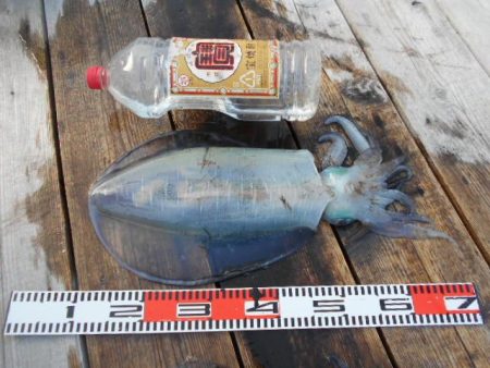 こかわ渡船　雅丸 釣果