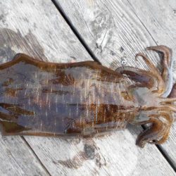 こかわ渡船　雅丸 釣果