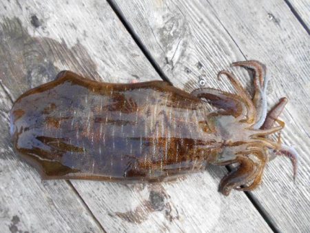 こかわ渡船　雅丸 釣果