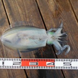 こかわ渡船　雅丸 釣果