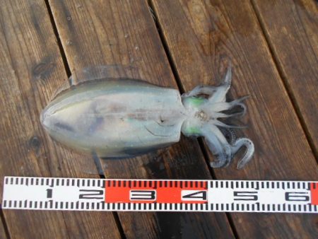 こかわ渡船　雅丸 釣果