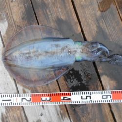 こかわ渡船　雅丸 釣果