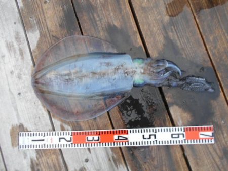 こかわ渡船　雅丸 釣果