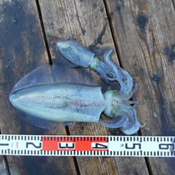 こかわ渡船　雅丸 釣果