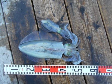 こかわ渡船　雅丸 釣果