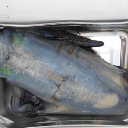 こかわ渡船　雅丸 釣果