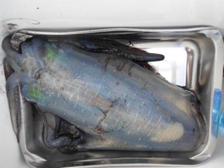 こかわ渡船　雅丸 釣果