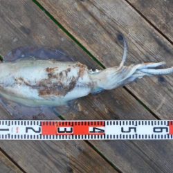 こかわ渡船　雅丸 釣果