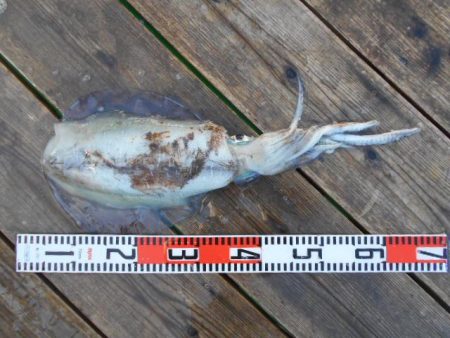 こかわ渡船　雅丸 釣果