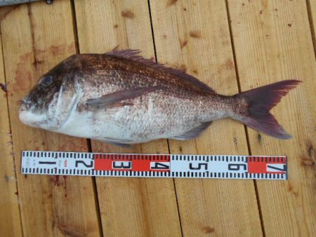 こかわ渡船　雅丸 釣果