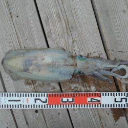 こかわ渡船　雅丸 釣果