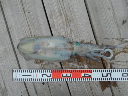 こかわ渡船　雅丸 釣果