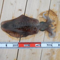 こかわ渡船 雅丸 釣果