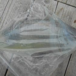 こかわ渡船 雅丸 釣果