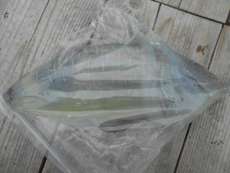 こかわ渡船 雅丸 釣果