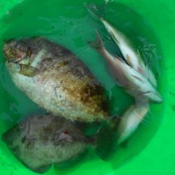 こかわ渡船　雅丸 釣果