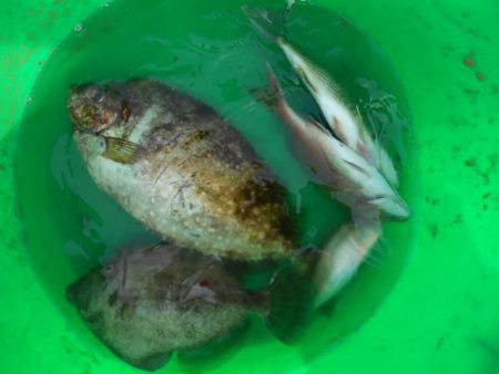 こかわ渡船　雅丸 釣果