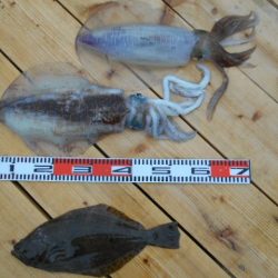 こかわ渡船 雅丸 釣果