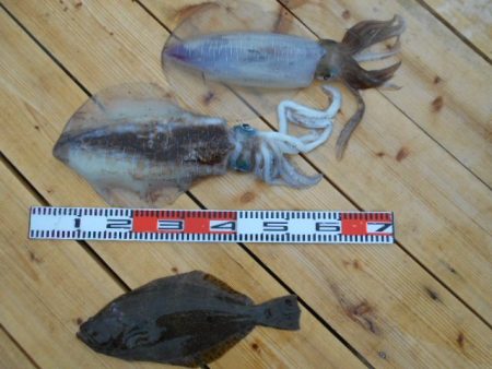 こかわ渡船　雅丸 釣果