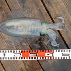 こかわ渡船 雅丸 釣果