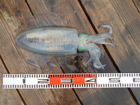 こかわ渡船 雅丸 釣果