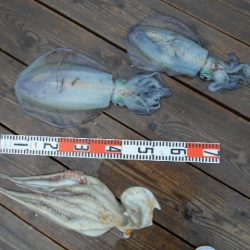 こかわ渡船　雅丸 釣果