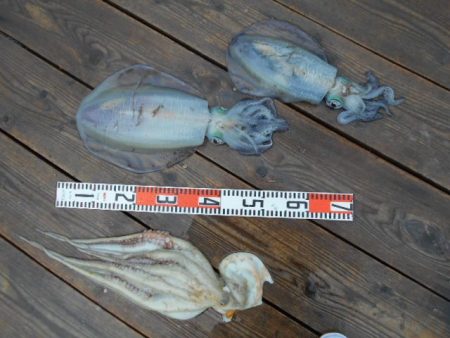 こかわ渡船　雅丸 釣果