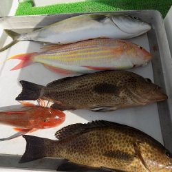 フィッシングボート空風(そらかぜ) 釣果