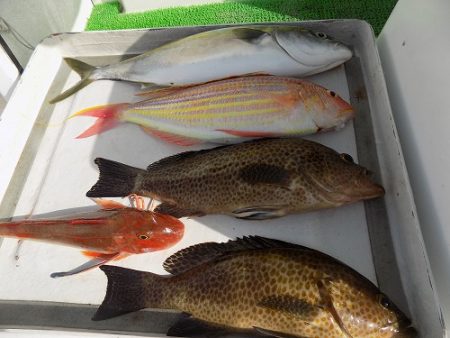 フィッシングボート空風（そらかぜ） 釣果