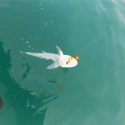 フィッシングボート空風(そらかぜ) 釣果