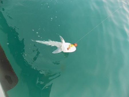 フィッシングボート空風(そらかぜ) 釣果