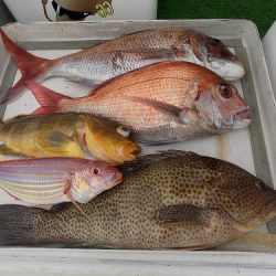 フィッシングボート空風(そらかぜ) 釣果