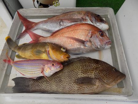 フィッシングボート空風（そらかぜ） 釣果