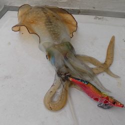 フィッシングボート空風（そらかぜ） 釣果