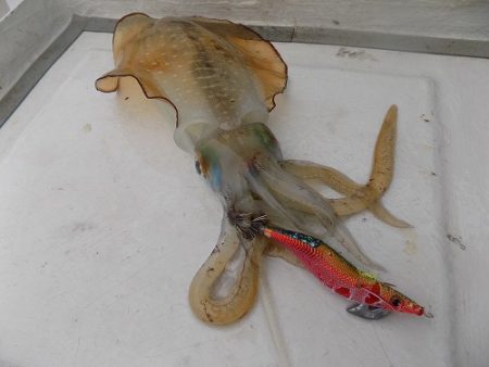 フィッシングボート空風（そらかぜ） 釣果