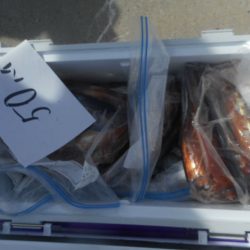 大進丸（愛知） 釣果