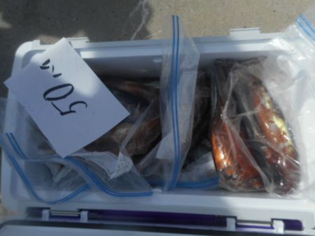 大進丸（愛知） 釣果