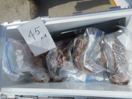 大進丸（愛知） 釣果