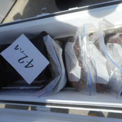 大進丸（愛知） 釣果