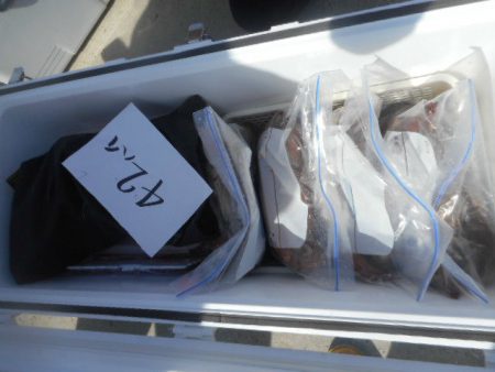 大進丸（愛知） 釣果