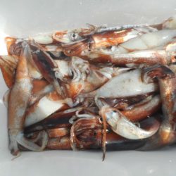 大進丸（愛知） 釣果
