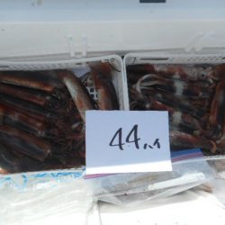 大進丸（愛知） 釣果