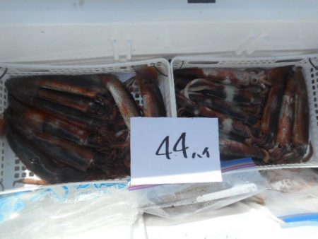 大進丸（愛知） 釣果